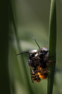 bees, insects, coupling, mating, nature, wild bees, insect coupling, reproduction
