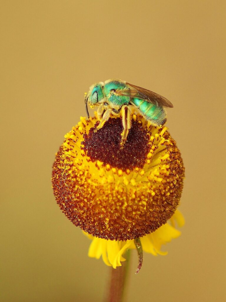 flower, insect, bug, flower wallpaper, seed head, beautiful flowers, petals, stem, plant, garden, flower background, pollen, nature, pollination