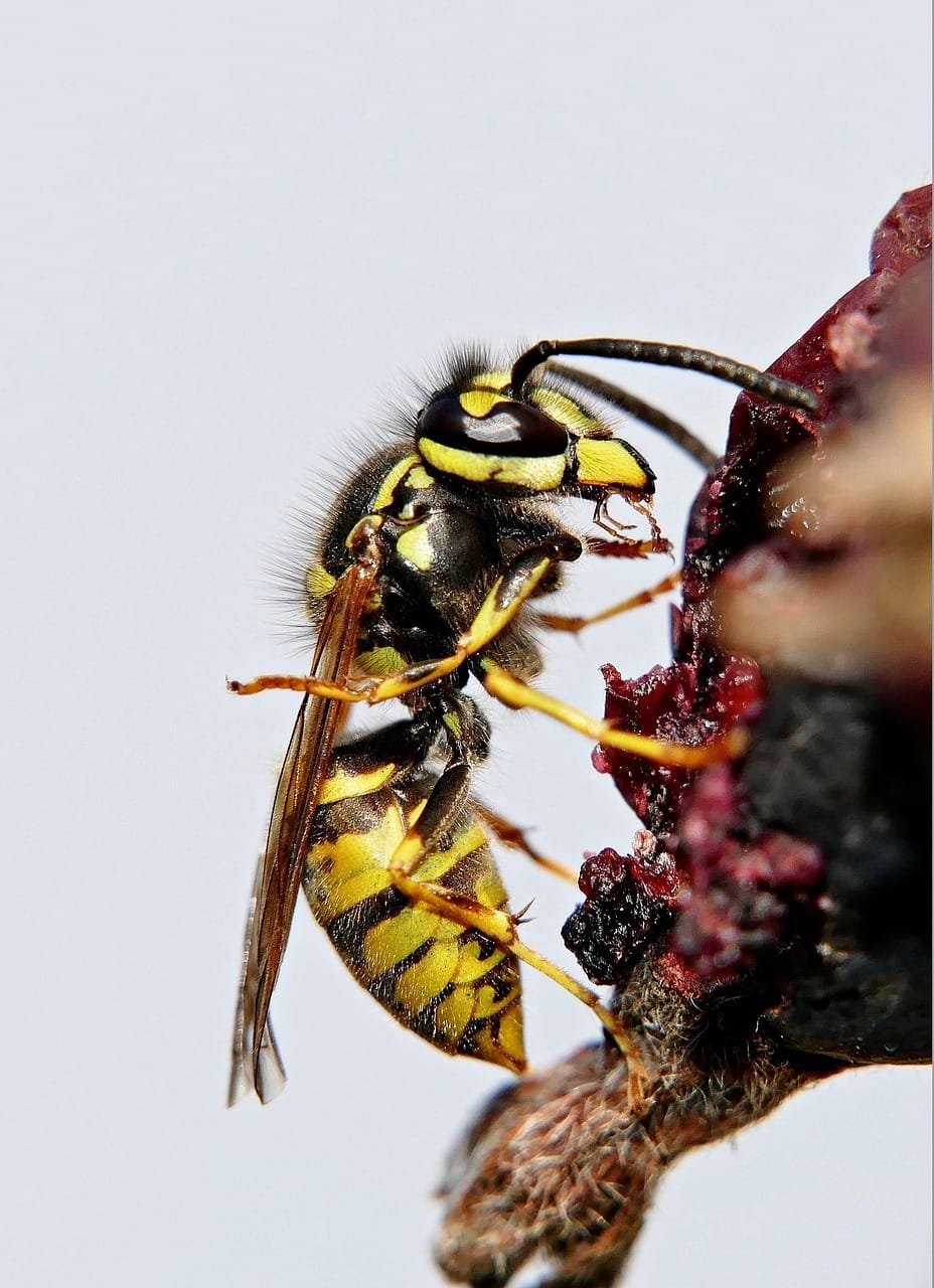 wasp, insect, field wasp, winged insect, wings, nature, hymenoptera, entomology, macro, wasp, wasp, wasp, wasp, wasp