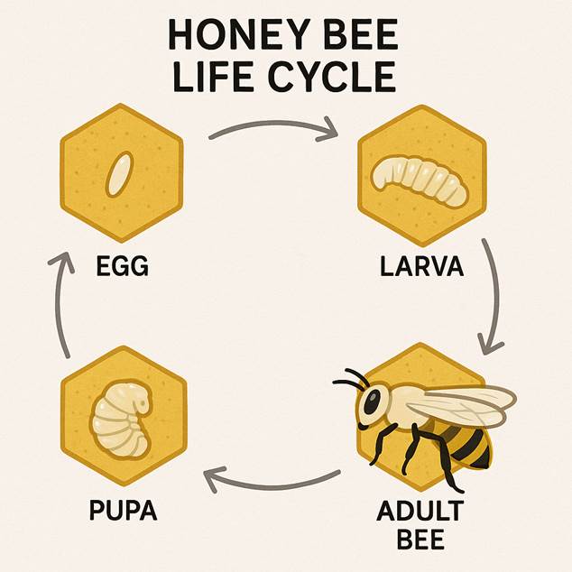 honey bee life cycle