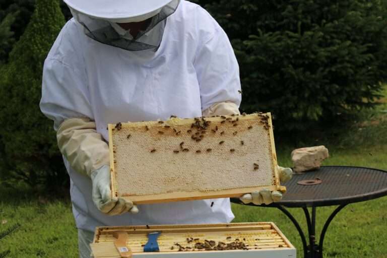 Beekeeper in protective gear examining honeybee hive frame outdoors on a sunny day.