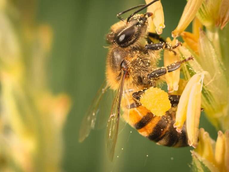 Macro shot of a honeybee collecting pollen from a blooming flower, showcasing pollination process.