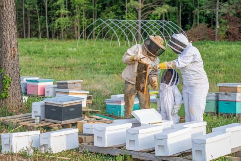 A family inspects a beehive wearing protective gear in a green field during summer.