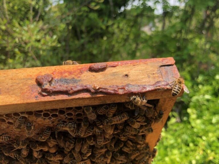 propolis example1