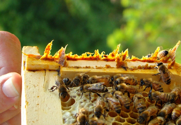 propolis on edge of frame propolis on edge of frame