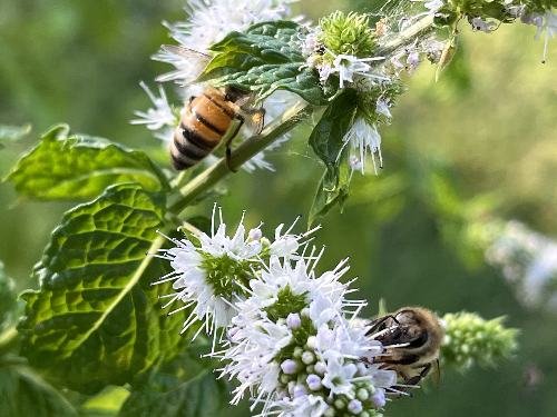 honey bee on peppermint flowers harvesting nectar by beesworld.org