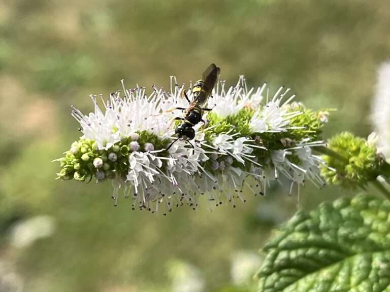 wild bee foraging nectar on peppermint blossoms beesworld.org