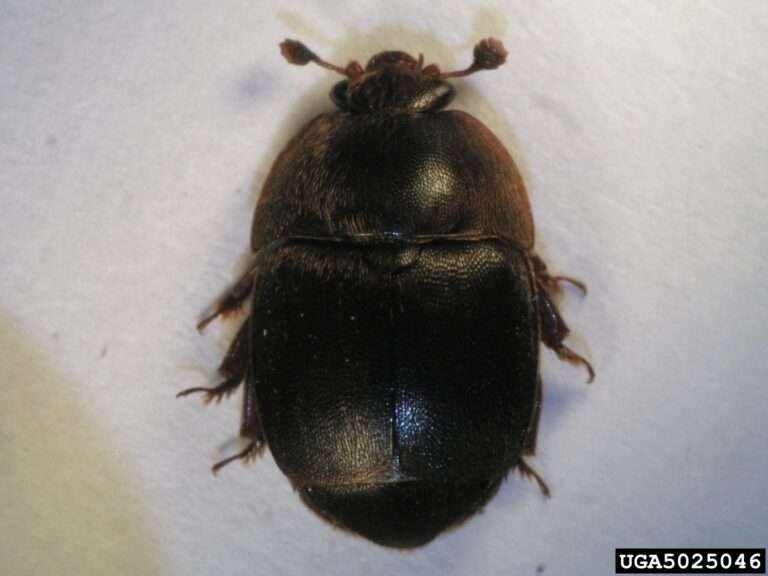 small-hive-beetle-By James D. Ellis - This image is Image Number 5025046 at Invasive.org, a source for images of invasive and exotic species operated by The Bugwood Network at the University of Georgia and the USDA APHIS Plant Protection and Quarantine program., CC BY 3.0, https://commons.wikimedia.org/w/index.php?curid=8187533
