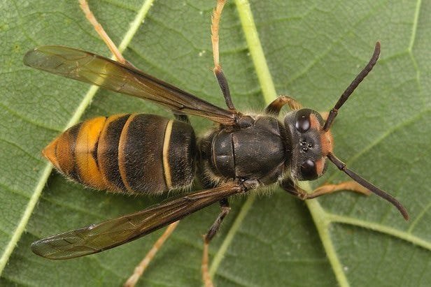 YLH by https://extension.psu.edu/yellow-legged-hornet