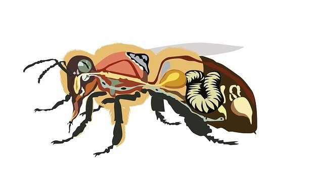 bee anatomy, bee, insect, honey, bee honey, anatomy, drawing, cutout