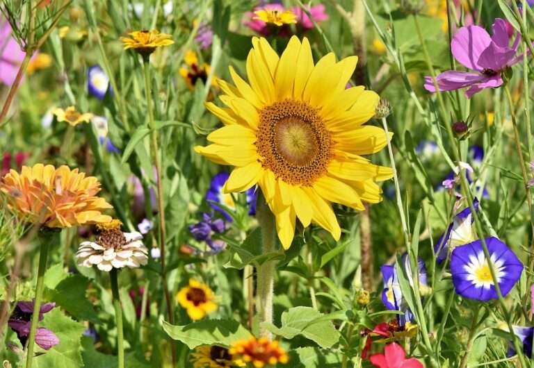 sunflower, flowers, flower bed, flower meadow, petals, bloom, bright, flower wallpaper, wild flowers, beautiful flowers, flower background, wildflowers, garden flowers, colorful, plant, meadow, nature, flora, garden