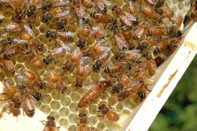 bees, queen bee, honey, honeycomb, beeswax, colony, hive, worker, beehive, beekeeping, queen, beekeeper, honeybee, brown bee, queen bee, queen bee, queen bee, queen bee, queen bee, beeswax, honeybee