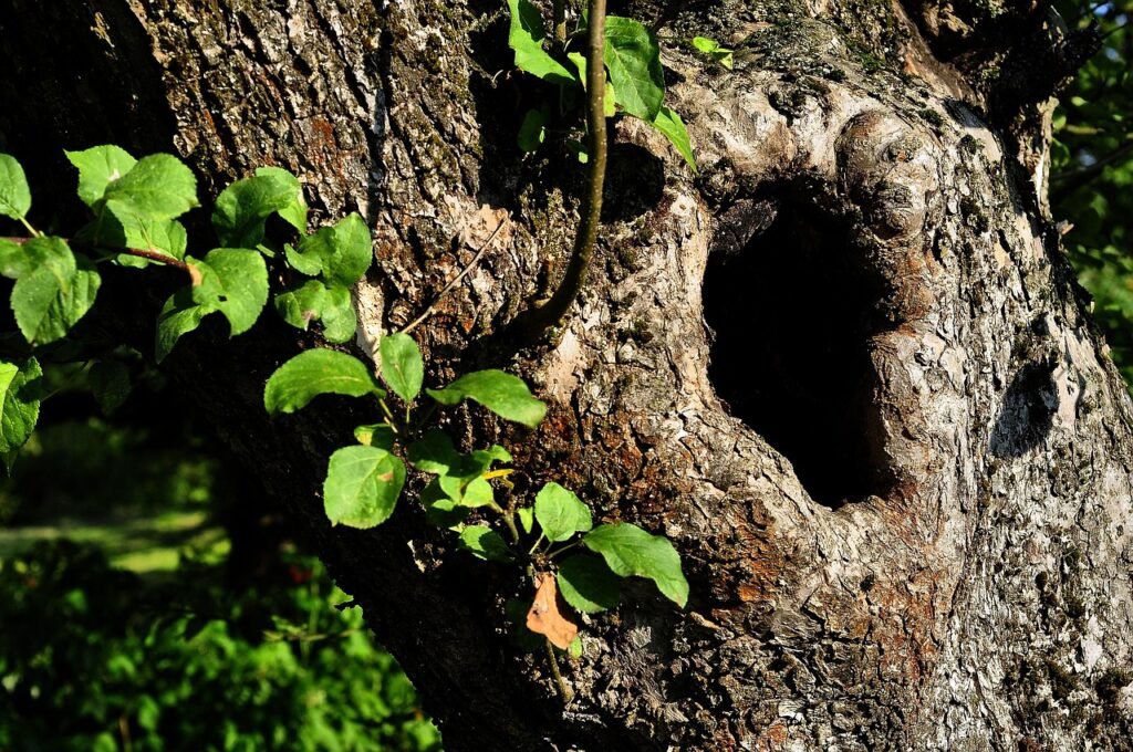 hollow, nature, tree, the bark