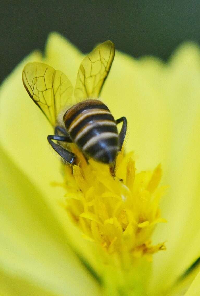 bee, anthophila, honey, honey bee, active, busy, fast, smart, poison, sting, wings, fly, sri lanka, mawanella, ceylon, free photos, nature, wild, animal, inset