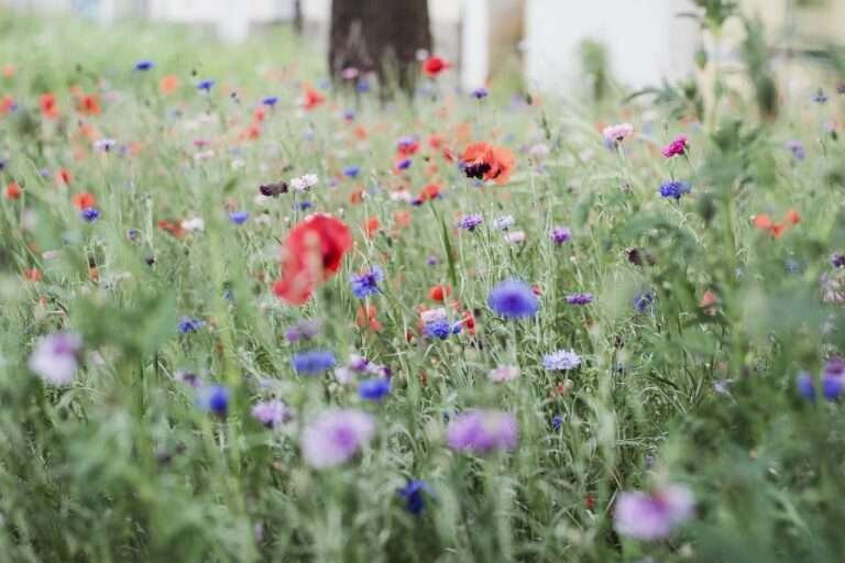 luka, may, flowers, nature, meadow, green, flower, flower wallpaper, grass, close-up, beautiful flowers, mood, garden, view, red, flower background, wild poppies