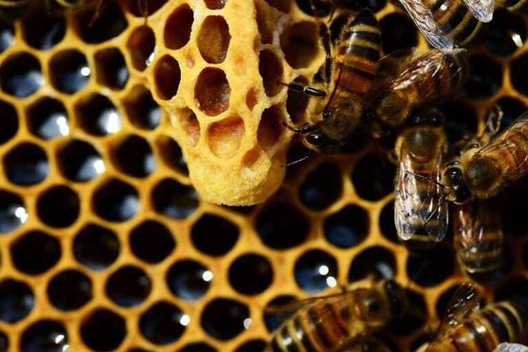 queen cup, honey bee, new queen rearing compartment, buckfast bees, queen bee, open-ended queen cup, apis mellifera, honey comb, close-up, macro, detail, brown news, brown cup, brown bee, brown new, queen bee, queen bee, queen bee, queen bee, queen bee, honey comb, honey comb