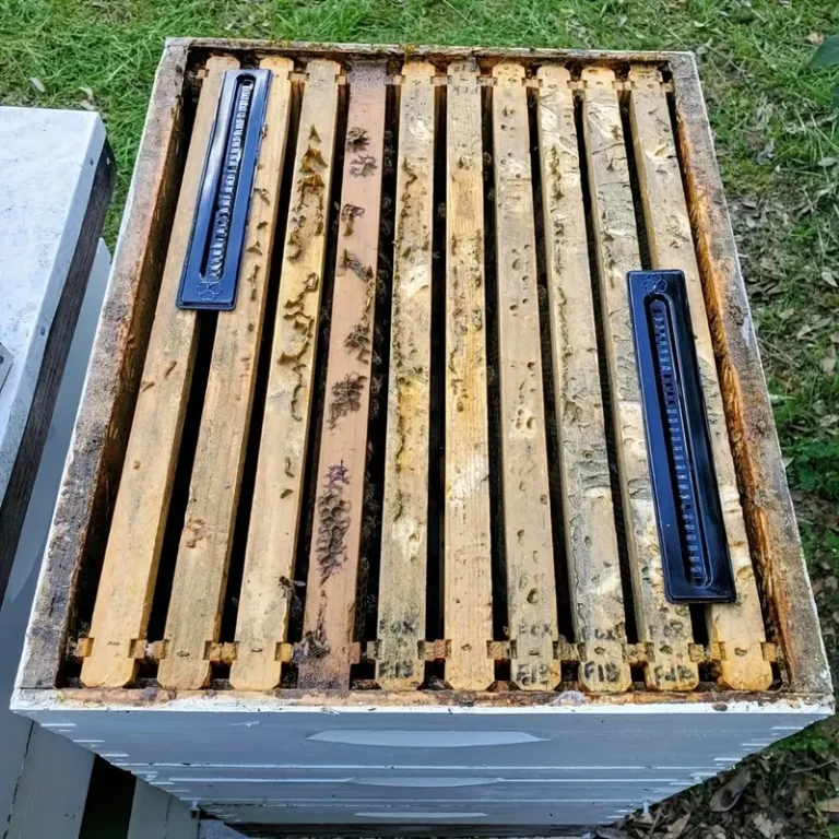 small hive beetle traps