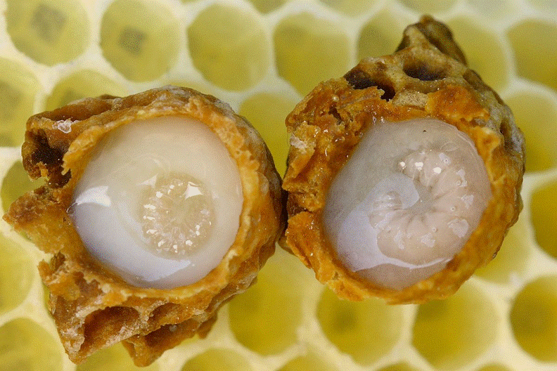 https://www.wired.com/2015/09/royal-jelly-isnt-makes-queen-bee-queen-bee/