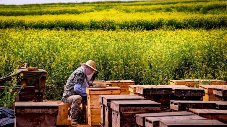 A dedicated beekeeper manages wooden hives amidst a sea of blooming yellow flowers.