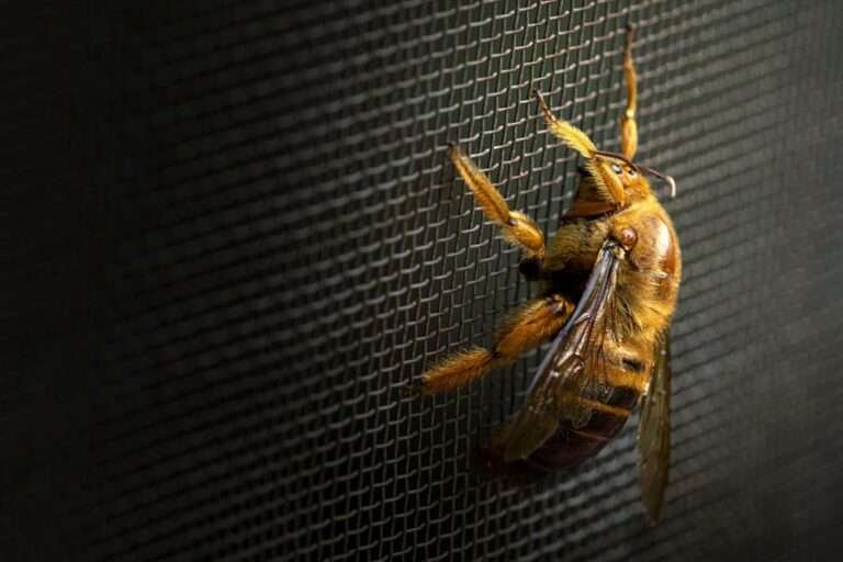 Close-up of a bee resting on a mesh in low light, highlighting its wings and texture.