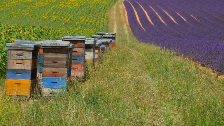 Vibrant beehives in a field with blooming lavender and sunflowers, showcasing summer beauty.