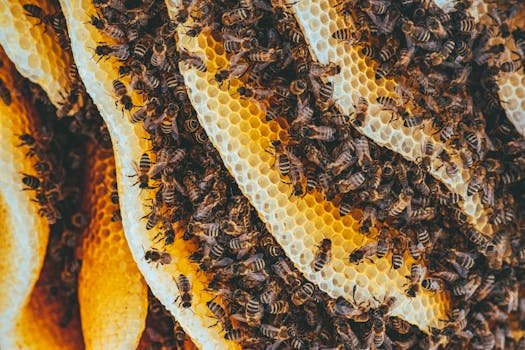 Detailed shot of honeybees on honeycomb showcasing nature's intricate patterns and teamwork. pexels-photo-3194327-3194327