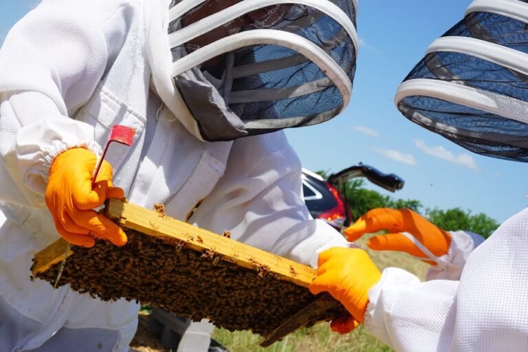 Beekeepers in protective gear examining a honeycomb frame in bright daylight.