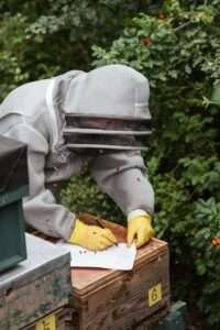 Beekeeper in protective gear records hive data in a lush, green apiary setting outdoors.