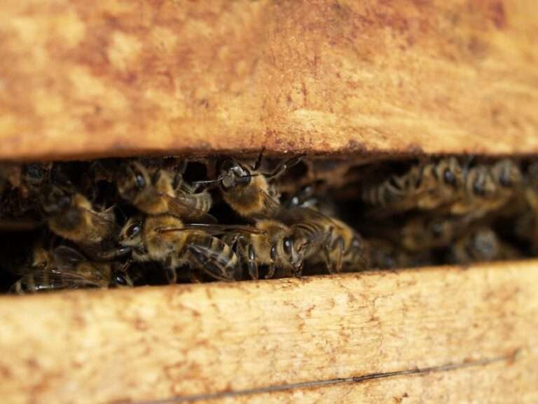 Close-up view of bees clustered in a wooden beehive, showcasing pollination and colony behavior.