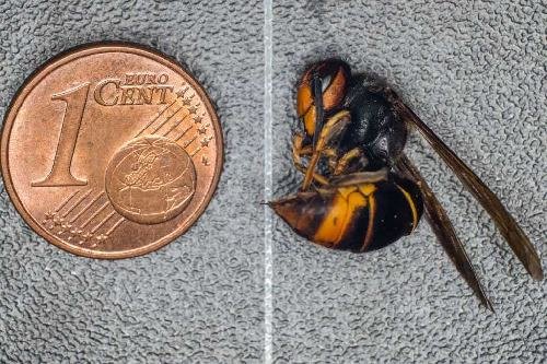 https://katiecouric.com/news/yellow-legged-asian-hornet-danger-risk/