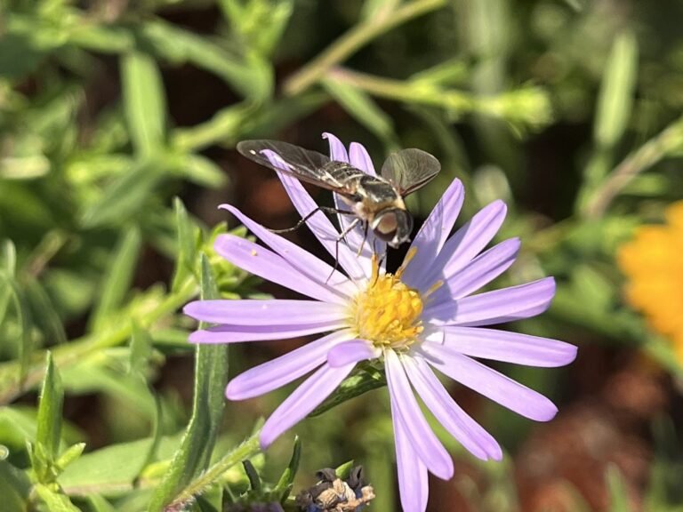 bessworld.org wild native bee on douglas aster flower