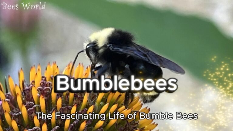 Bumblebee on Echinacea image shot by beesworld.com