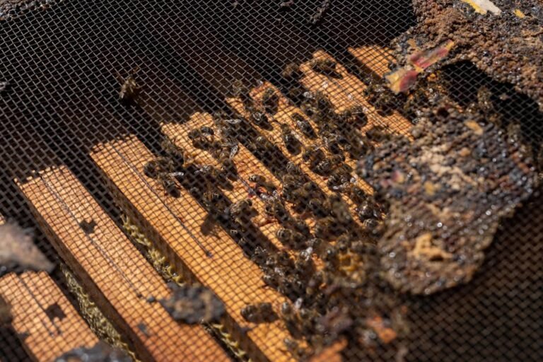 Detailed close-up of honeybees on a beehive frame in Garešnica, Croatia, showcasing apiculture.