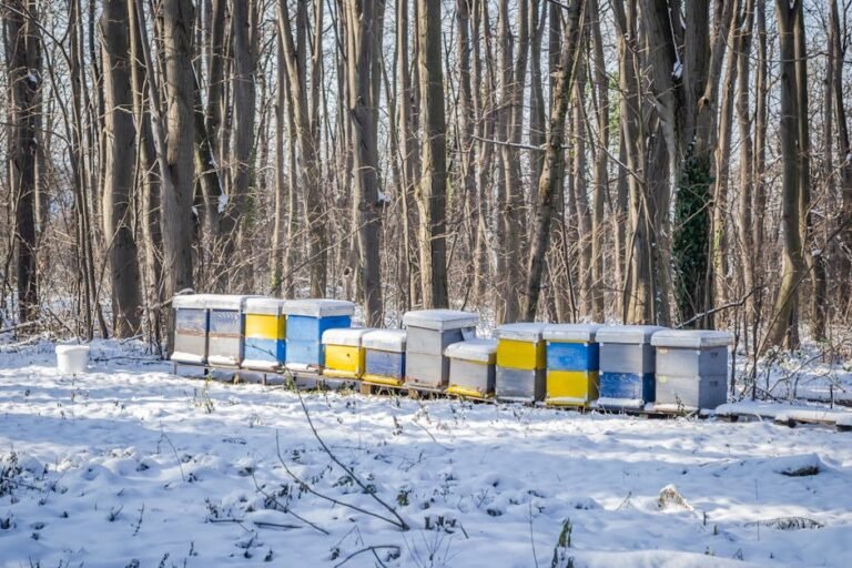 Beehives in a serene winter forest covered in snow, showcasing nature's tranquility.